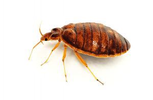 Intervention et traitement professionnel contre les punaises de liten Île-de-France