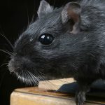 Les signes indiquant une infestation de rongeurs