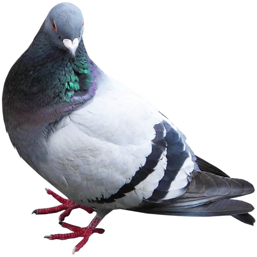 Dépigeonnisation en Île de France