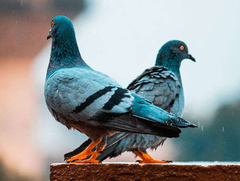 Prévenir les Problèmes de Pigeons