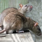 Dératisation Hauts-de-Seine 92