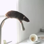 Dératisation Seine-Saint-Denis 93