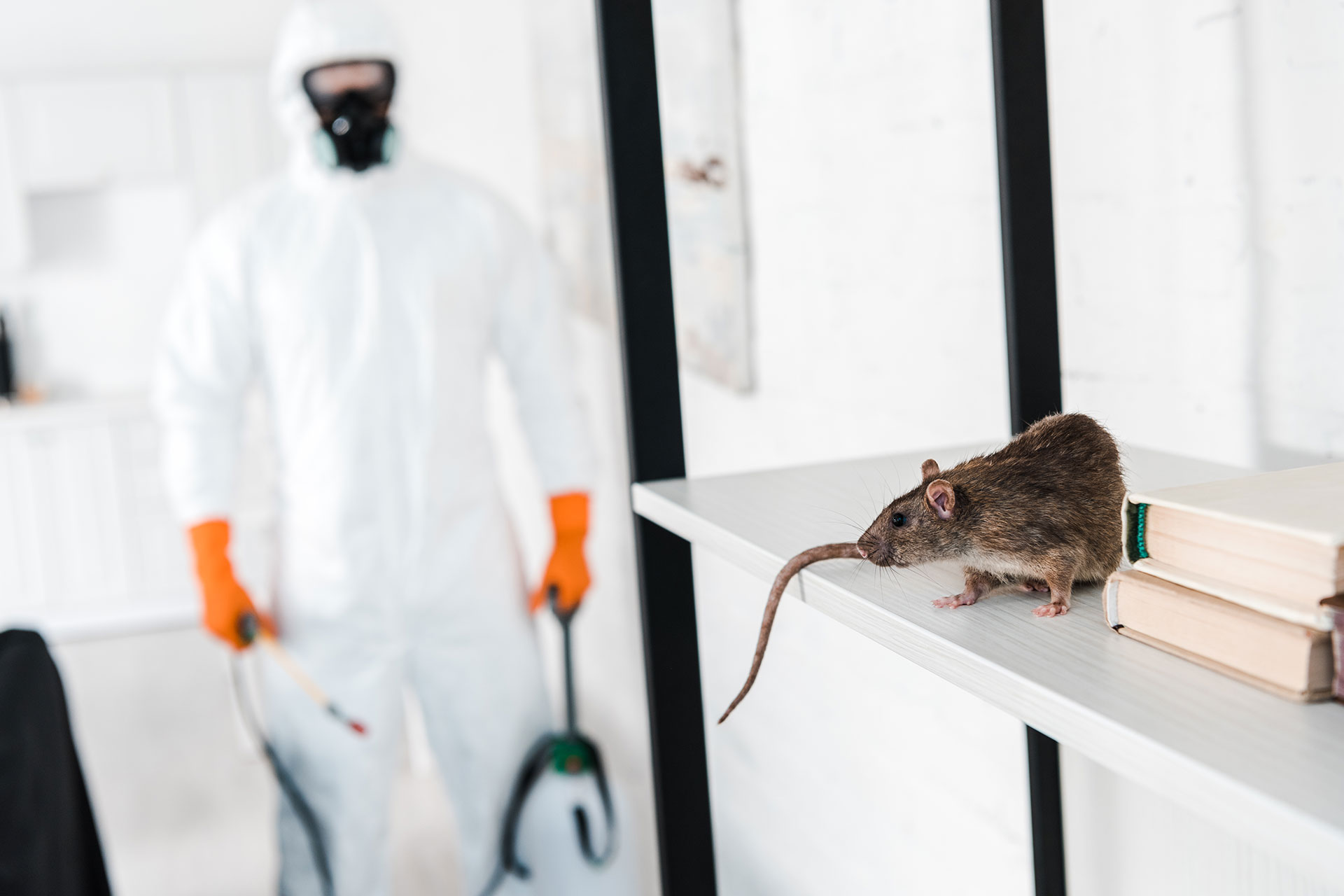 Comment se débarrasser des rats à Seine-Saint-Denis