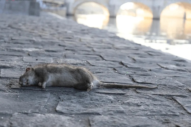 Extermination de rats en Île-de-France