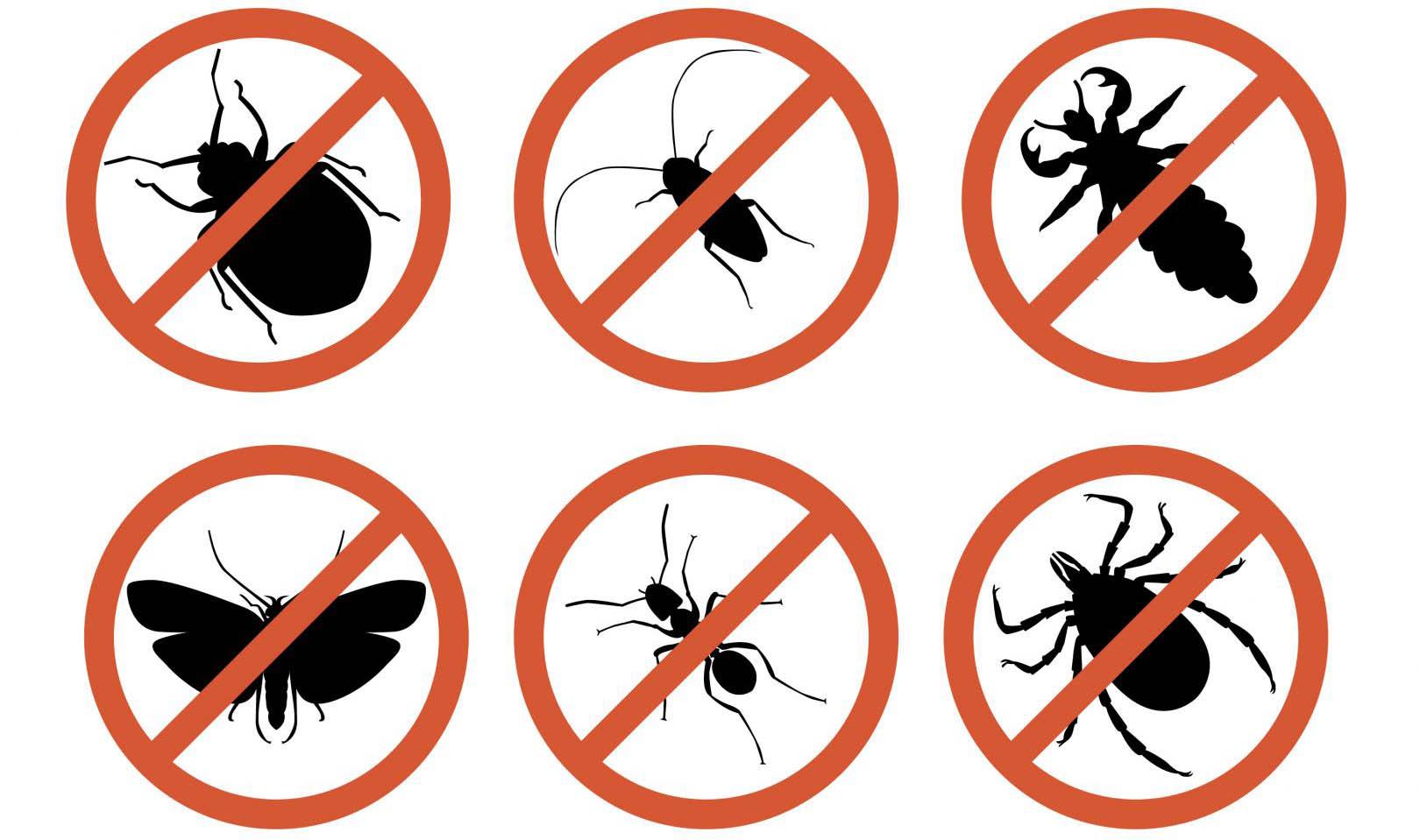 Comment Lutter Contre les Insectes dans la Maison Comment Lutter Contre les Insectes dans la Maison