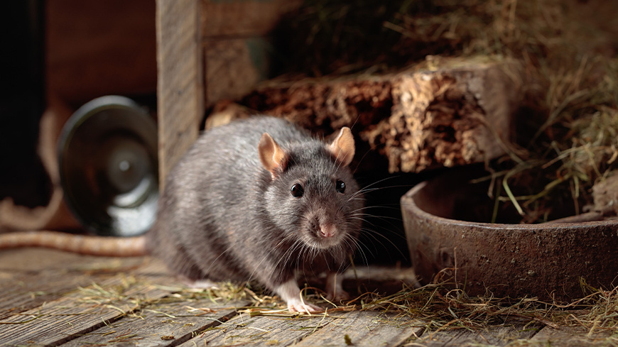 Les astuces pour protéger votre maison des nuisibles cet hiver